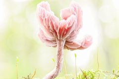 Henk-Valk-20241016-0210