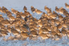 Rene-Steenbakkers_Natuur-in-Beeld_44_6-12-2024