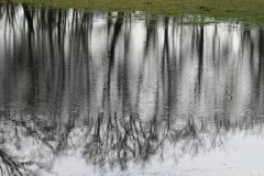 CvdL-Maashorst-hoog-water-29-01-24