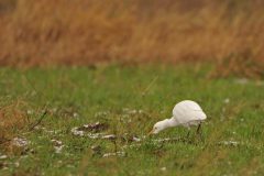HVX2-Koereiger-DSC_81006cc