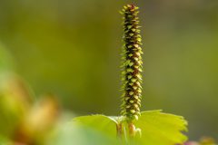 MAH_01_Bloeiwijzen-Berk_1023936_NiB_febr_2024