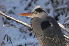 jan-albert-hellings-2024-02-01-02-Blauwe-reiger-in-de-sneeuw