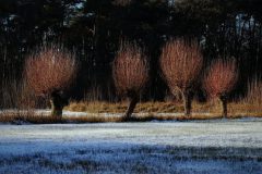 jan-albert-hellings-2024-02-01-03-Keskes-wei-de-Geelders