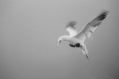 willy-Jan-v.-Gent-3