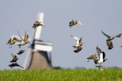 Gerry-van-Meurs2-molen-met-goudplevier-spreeuw-DSC06011