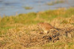 Henk-Vennix-3-TorenvalkV-DSC_80820c