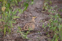 Kees-van-der-Lee-1Liechtensteins-sandgrouse-tamelijk-zeldzaam-121123