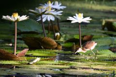 Kees-van-der-Lee-4Jong-van-Jacana-tussen-waterlelies-031223