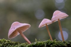 Monique-Achterberg_01_Mycena-triootje_1036174_NiB_2024