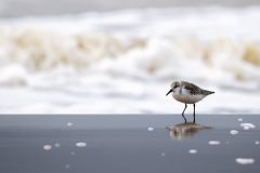 Monique-Achterberg_03_Drieteenstrandloper_1038457_NIB_2024