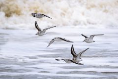 Monique-Achterberg_04_Vlucht-Drieteenstrandlopers_1038192_NiB_2024