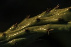 WVL-3-cactus