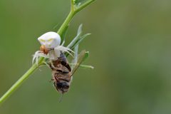 gera-schel-krabspin-met-prooi-en-mannetje