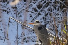 jan-albert-hellings-2024-03-01-5-Reiger-langs-de-Dommel