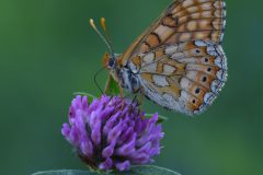 mart-schel-moerasparelmoer-vlinder