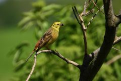 David-Dansak-Geelgors