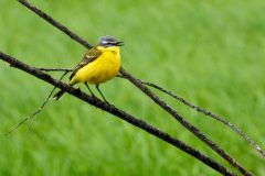 David-Dansak-Gele-Kwikstaart-man