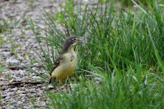 David-Dansak-Gele-Kwikstaart-vrouw