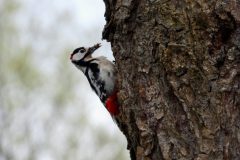 David-Dansak-Grote-Bonte-Specht-v-