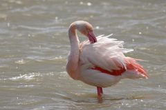 Gera-Schel_flamingo