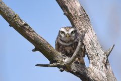 Gera-Schel_steenuiltje