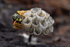 Gera-Schel_wesp-met-eitjes