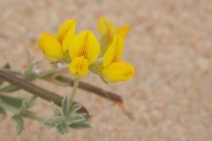 Gerry-van-Meurs-2-Rolklaver-DSC02090