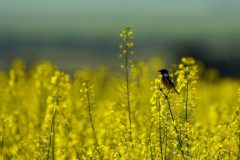 Gerry-van-Meurs-3-Roodborsttapuit-in-geel-veld-DSC02253