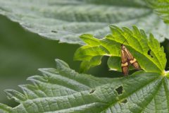 Gidi-van-Osch-Geelbandlangsprietmot