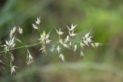 Gidi-van-Osch-Glanshaver