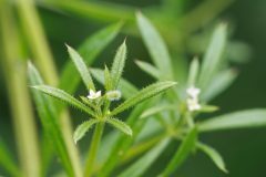 Gidi-van-Osch-kleefkruid