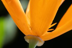 Gidi-van-Osch-slaapmutje