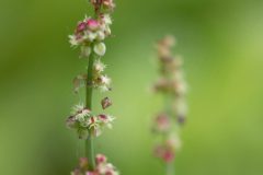 Gidi-van-Osch-zuring