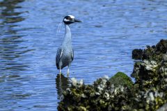 Hans-van-de-Griendt-01-Amerikaanse-Kwak