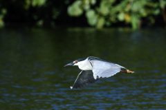 Hans-van-de-Griendt-02-Kwak