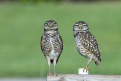 Hans-van-de-Griendt-03-Konijnenuiltjes