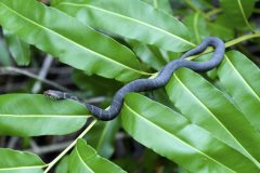 Hans-van-de-Griendt-04-Waterslang