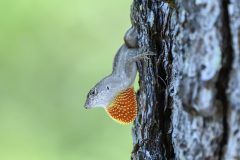 Hans-van-de-Griendt-05-Hagedis