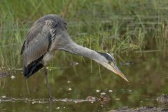 Henk-Valk-blauwe-reiger-20240516-0005
