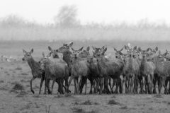 Rene-Steenbakkers_Natuur-in-Beeld_40