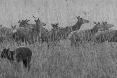 Rene-Steenbakkers_Natuur-in-Beeld_41