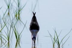 Gerry-van-Meurs-Steltloper-DSC02540