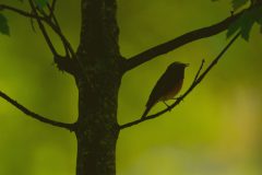 Gerry-van-Meurs-silhouet-gekraagde-roodstaart-DSC00599