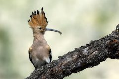 Hans-van-de-Griendt-03-Spanje-Hop-