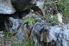 Hans-van-de-Griendt-04-Spanje-Smaragdhagedis-