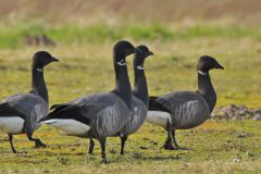 Henk-Vennix-3-Rotganzen-DSC_81102c