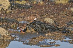 Henk-Vennix-4-Steenlopers-DSC_81147c