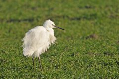 Henk-Vennix-5-Kleine-zilverreiger-DSC_81110c