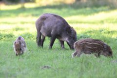 Kees-van-der-Lee-1-Elspeet-22-6