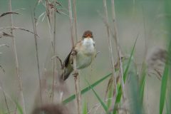 Leo-van-de-Veerdonk-4-kleine-karekiet-